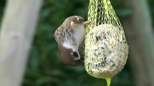 Hektisch frisst ein Spatz am Meisenkn&ouml;del (Makroaufnahme)