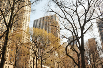 New York buildings seen through trees.