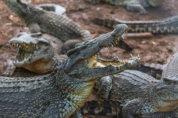 Group of crocodiles with open jaws