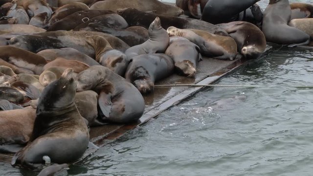 Over population of sea lions fight for a place on boat dock in Astoria, Oregon.