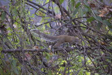 Squirrel