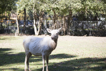 Obraz premium White Elk