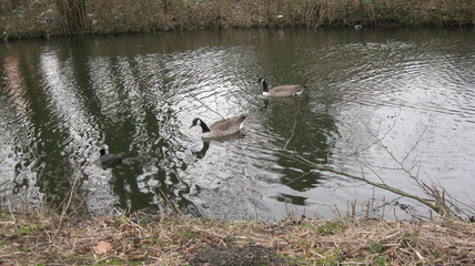 Gänse auf dem Teich © Sabiha