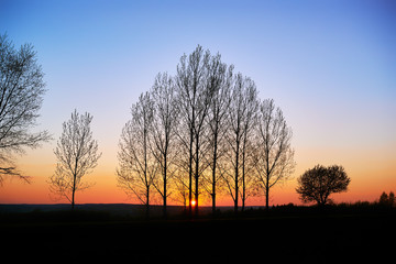 Fototapeta na wymiar Drzewa na tle wieczornego nieba,