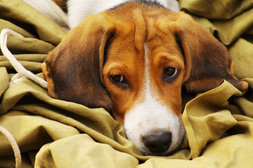 Puppy of the Estonian hound has a rest.