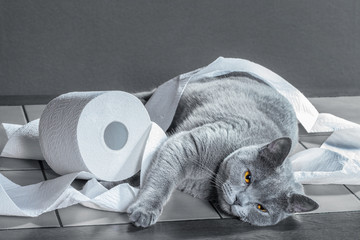 British Blue cat and toilet paper.