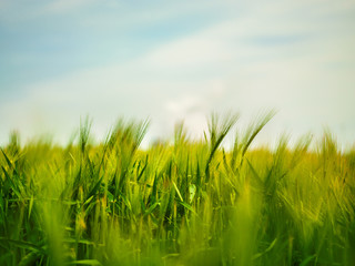 Wheat Field Waves Moved by Summer Wind Nature