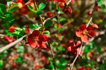 Beautiful spring flowers