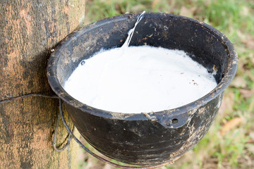 Tapping latex from a rubber tree