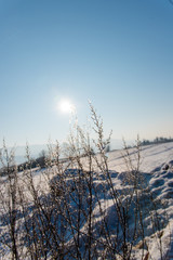 Frozen plants in the winter