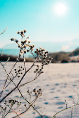 Frozen plants in the winter