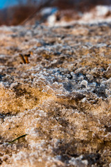 Frozen plants in the winter