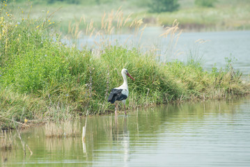 White Stork
