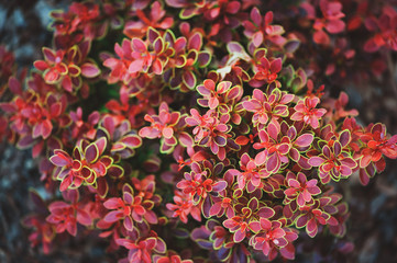 berberis thunbergii Admiration close up in summer garden