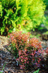 berberis thunbergii Admiration combination with Thuja occidentalis Golden Globe in summer garden