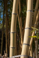 Fototapeta na wymiar forêt de bambous