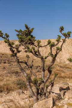 Weihrauchbaum im Oman