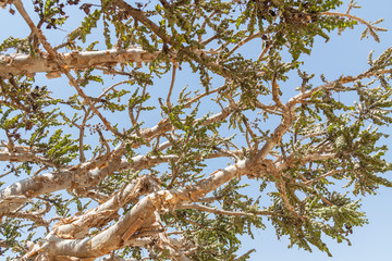 frische Triebe am Weihrauchbaum