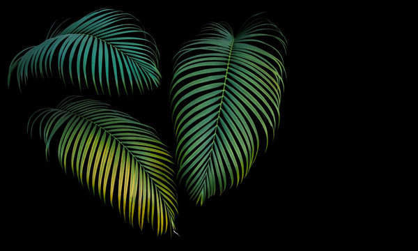 Fototapeta Green and yellow palm leaves, tropical plant growing in wild isolated on black background.