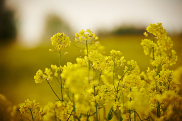 kwiaty rzepaku na polu