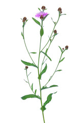 Cornflowers (Centaurea jacea)