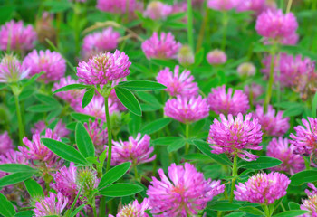 Pink clover flowers