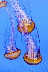 jelly fish in the blue sea