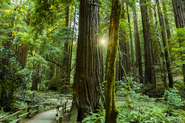 Muir Woods California