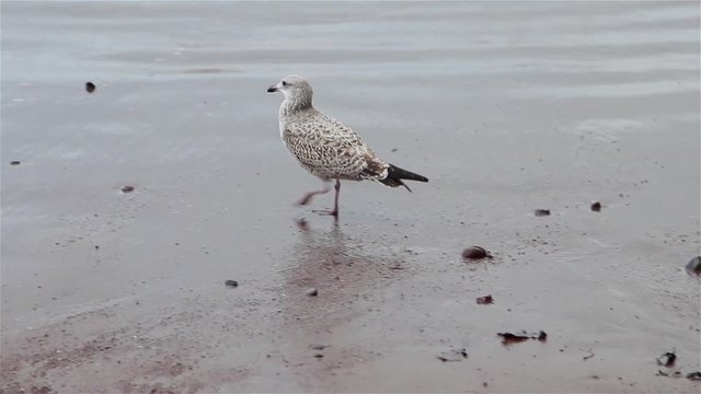 Seagull Creates Footprints in Beach Walking Across Wet Sand into the Sea Waves