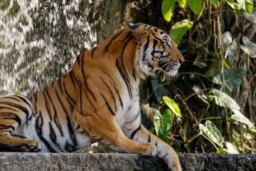 Fototapeta na wymiar Tiger looking something.