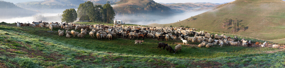 sheep farm in the mountains on foggy spring morning - Apuseni mountains, Transylvania