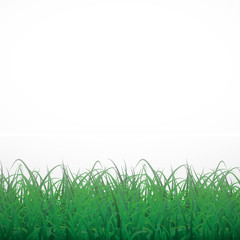 Fototapeta premium Grass on a white shining background