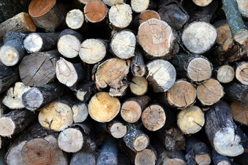 Pile of cut logs various shades of color