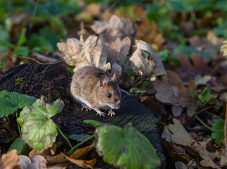 gray mouse  in forest