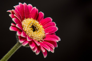 Pink Daisy on black background
