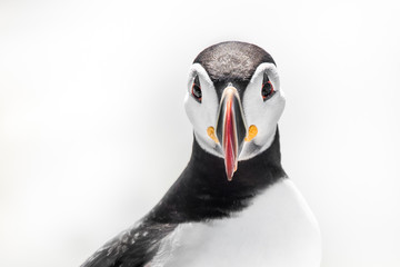 Atlantic Puffin IV