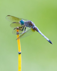 Blue Dasher XIV