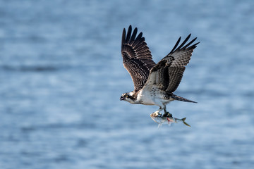 Osprey in Flight With Catch II