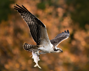 Osprey in Flight With Catch XII