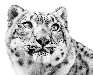 Snow Leopard XXIV