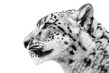 Snow Leopard XXV