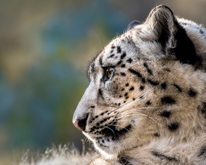 Snow Leopard XXIX