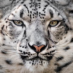Snow Leopard XXVI