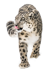 Snow Leopard on the Prowl XIII - obrazy, fototapety, plakaty