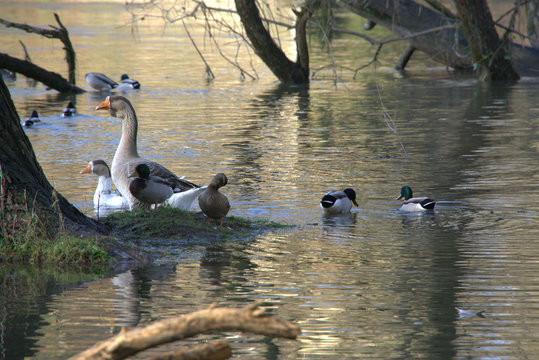 Sieghochwasser in Schladern, Gemeinde Windeck