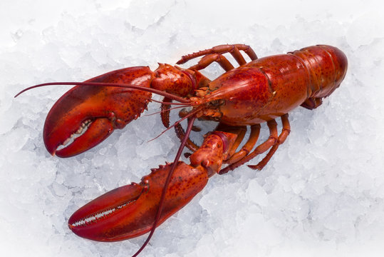 lobster on ice