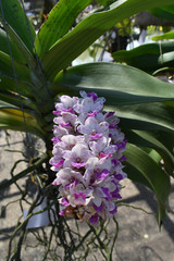 Obraz premium The rare Asian orchid species