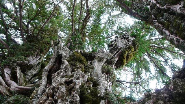  Tree, Millennial Tagus with two thousand years old, in Sierra de Cazorla, Ja&eacute;n  
