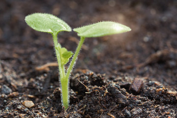 Green sprout growing out from soil in the morning light