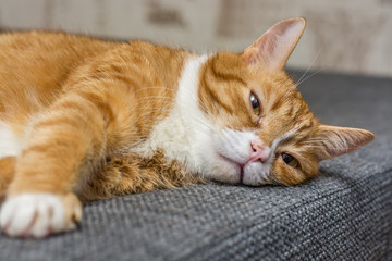Fototapeta na wymiar Portrait of a red cat lying on the sofa 
